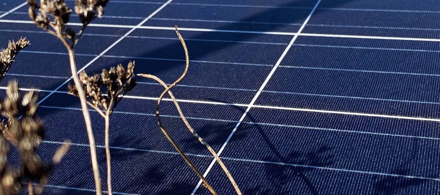 Getrocknete Pflanzen vor der Photovoltaikanlage von Domaco